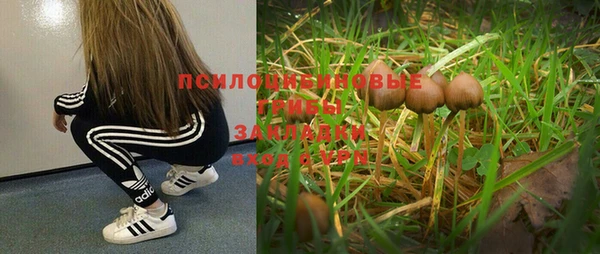 сатива Белокуриха